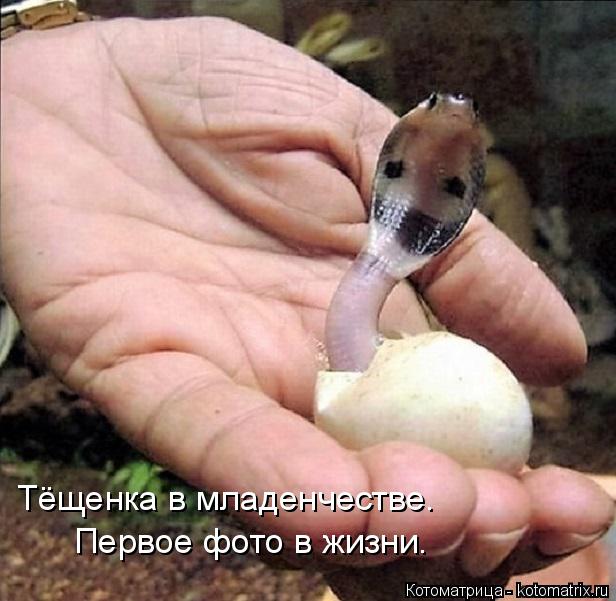 Котоматрица: Тёщенка в младенчестве. Первое фото в жизни.