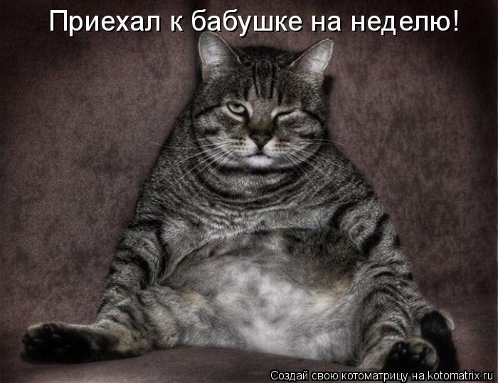 Котоматрица: Приехал к бабушке на неделю!