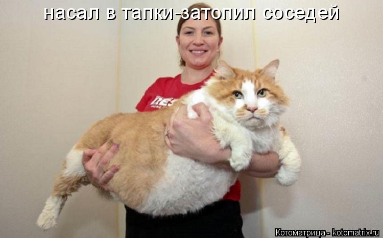 Котоматрица: насал в тапки-затопил соседей