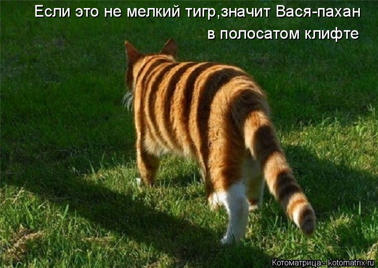 Котоматрица: Если это не мелкий тигр,значит Вася-пахан в полосатом клифте