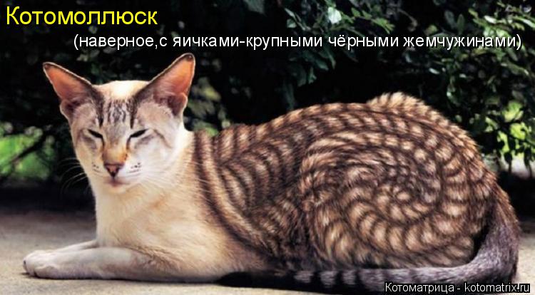 Котоматрица: Котомоллюск (наверное,с яичками-крупными чёрными жемчужинами)