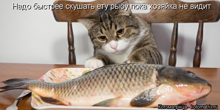 Котоматрица: Надо быстрее скушать ету рыбу пока хозяйка не видит