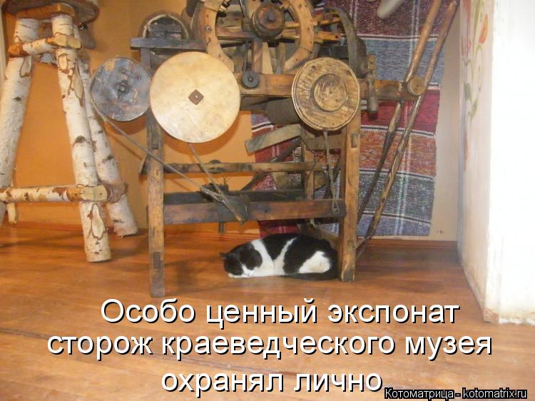 Котоматрица: Особо ценный экспонат сторож краеведческого музея охранял лично