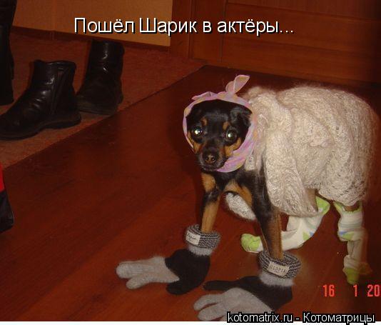 Котоматрица: Пошёл Шарик в актёры...