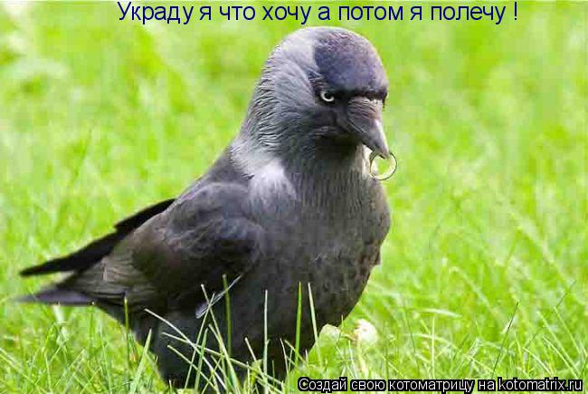 Котоматрица: Украду я что хочу а потом я полечу !