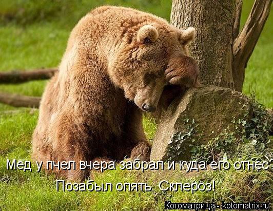 Котоматрица: Позабыл опять. Склероз!  Мед у пчел вчера забрал и куда его отнес?