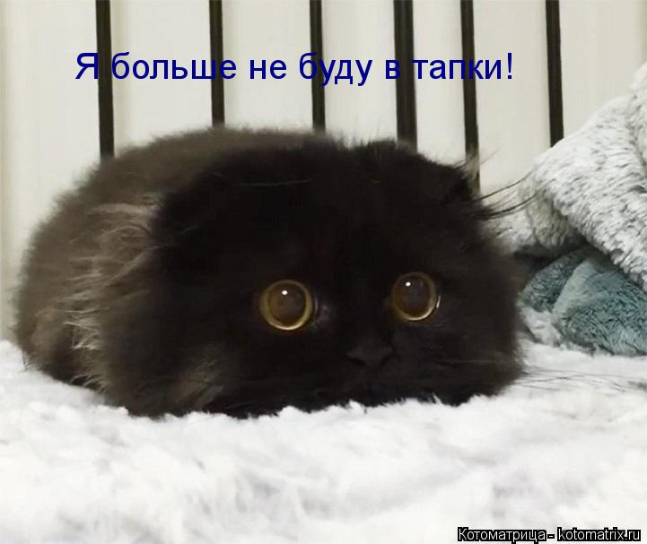 Котоматрица: Я больше не буду в тапки!