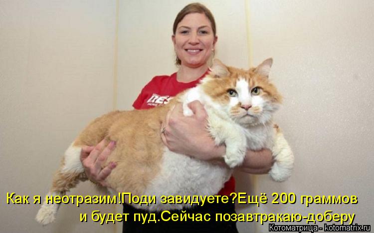 Котоматрица: Как я неотразим!Поди завидуете?Ещё 200 граммов и будет пуд.Сейчас позавтракаю-доберу