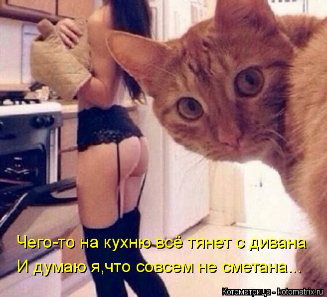 Котоматрица: Чего-то на кухню всё тянет с дивана И думаю я  И думаю я,что совсем не сметана...