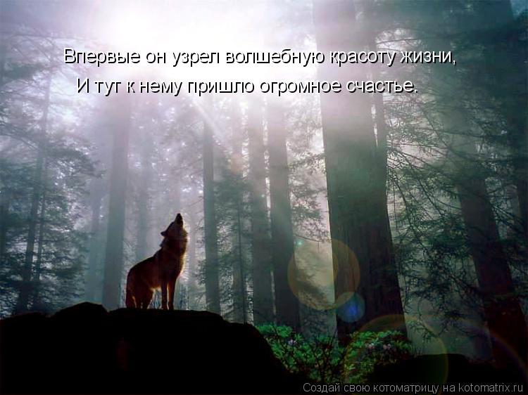 Котоматрица: Впервые он узрел волшебную красоту жизни, И тут к нему пришло огромное счастье.