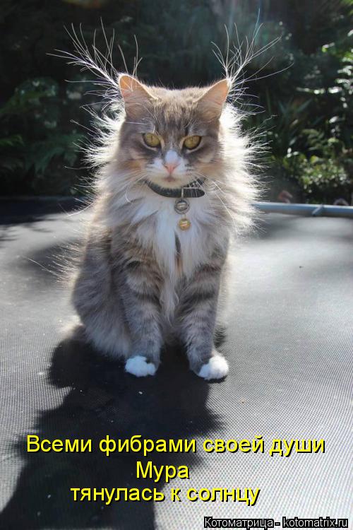 Котоматрица: Всеми фибрами своей души Мура тянулась к солнцу