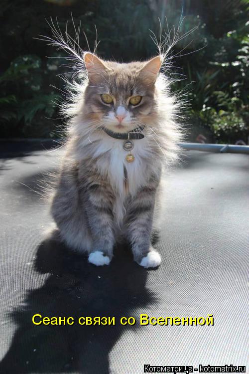 Котоматрица: Сеанс связи со Вселенной