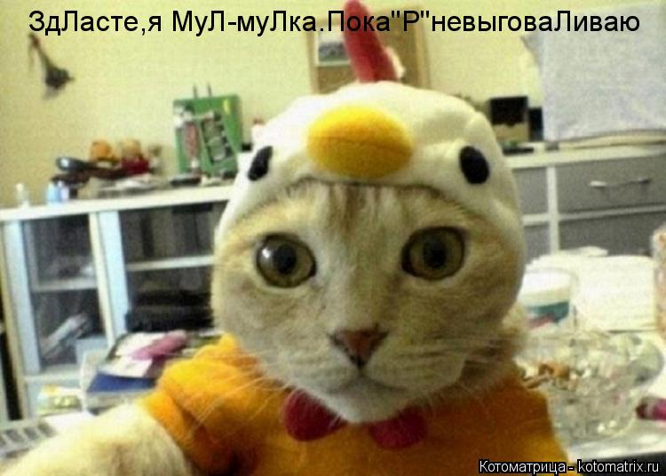Котоматрица: ЗдЛасте,я МуЛ-муЛка.Пока"Р"невыговаЛиваю