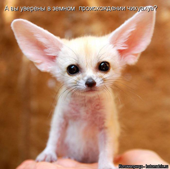 Котоматрица: А вы уверены в земном  происхождении чихуахуа?