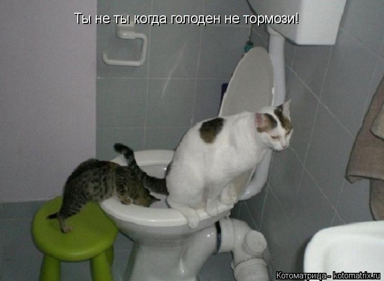 Котоматрица: Ты не ты когда голоден не тормози!