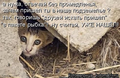 Котоматрица: а ну-ка, отвечай без промедленья,  зачем пришёл ты в наше подземелье ? "в пакете рыбка"! .ну считай, УЖЕ НАШЁЛ! так, говоришь "друзей искать приш