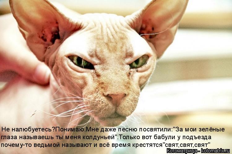 Котоматрица: Не налюбуетесь?Понимаю.Мне даже песню посвятили:"За мои зелёные глаза называешь ты меня колдуньей".Только вот бабули у подъезда почему-то в