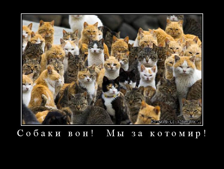 Котоматрица:          Собаки вон!  Мы за котомир!  