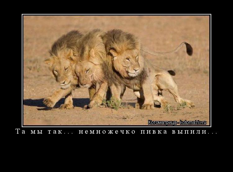 Котоматрица: Та мы так... немножечко пивка выпили...  