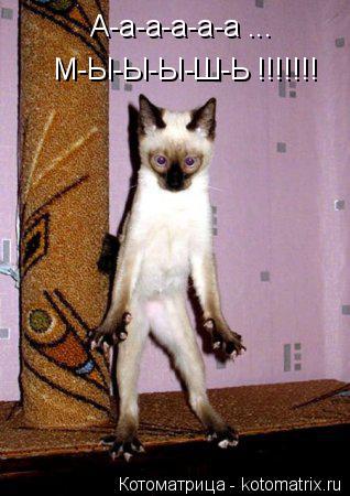 Котоматрица: М-Ы-Ы-Ы-Ш-Ь !!!!!!! А-а-а-а-а-а ...