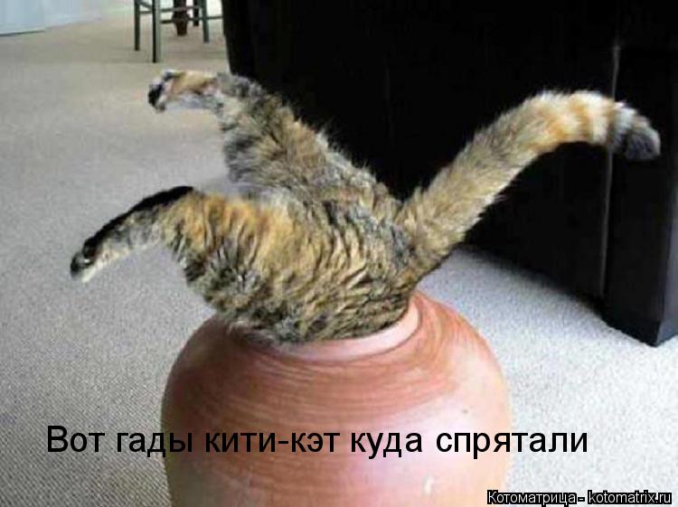 Котоматрица: Вот гады кити-кэт куда спрятали