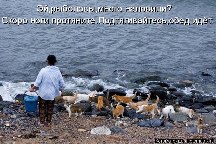 Котоматрица: Эй,рыболовы,много наловили? Скоро ноги протяните.Подтягивайтесь,обед идёт.