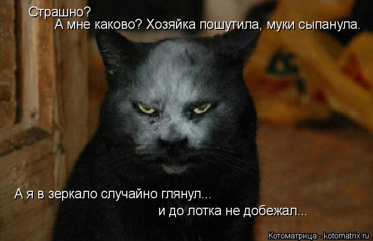 Котоматрица: Страшно?  А мне каково? Хозяйка пошутила, муки сыпанула. А я в зеркало случайно глянул... и до лотка не добежал...