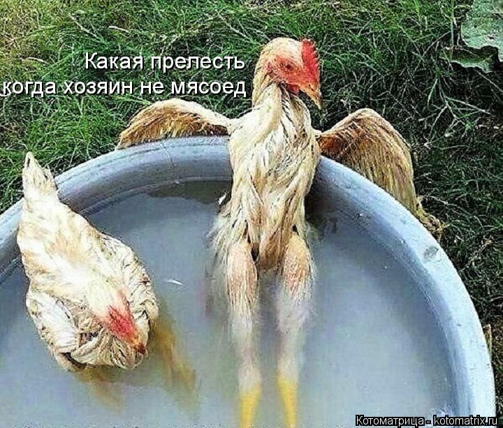 Котоматрица: когда хозяин не мясоед Какая прелесть