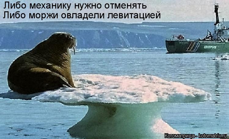 Котоматрица: Либо механику нужно отменять Либо моржи овладели левитацией