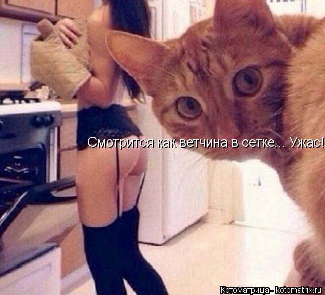 Котоматрица: Смотрится как ветчина в сетке... Ужас!