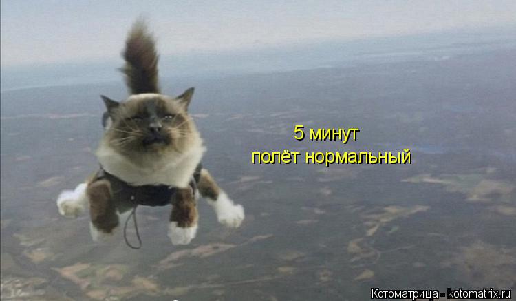 Котоматрица: 5 минут полёт нормальный