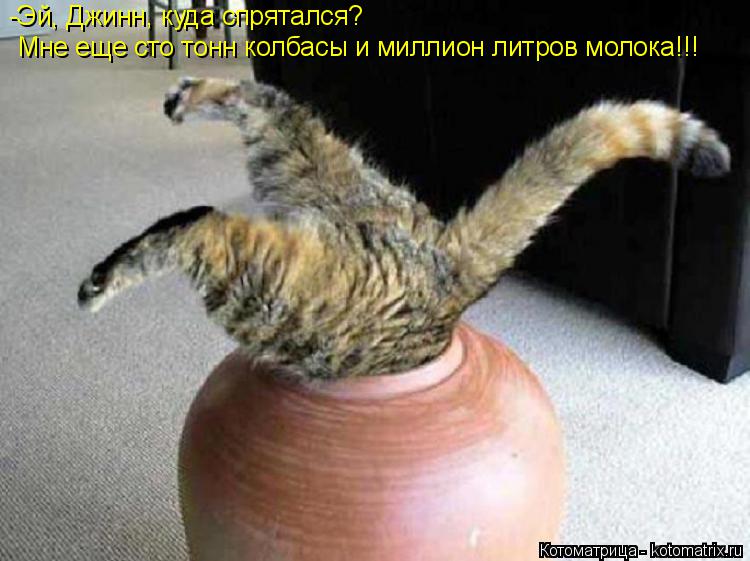 Котоматрица: -Эй, Джинн, куда спрятался? Мне еще сто тонн колбасы и миллион литров молока!!!