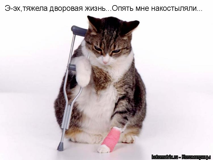 Котоматрица: Э-эх,тяжела дворовая жизнь...Опять мне накостыляли...