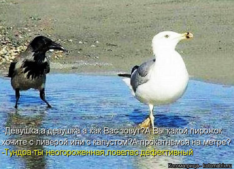 Котоматрица: хочите с ливерой или с капустом?А прокатнёмся на метре? -Девушка,а девушка,а как Вас зовут?А Вы какой пирожок -Тундра ты неогороженная,ловела