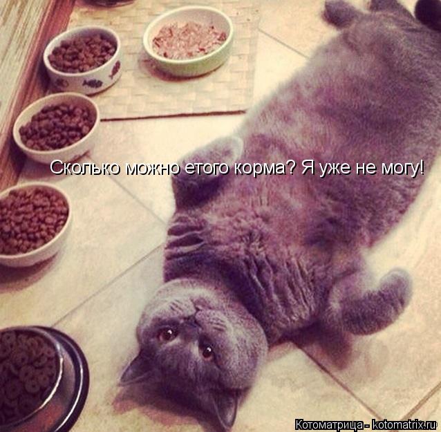 Котоматрица: Сколько можно етого корма? Я уже не могу!