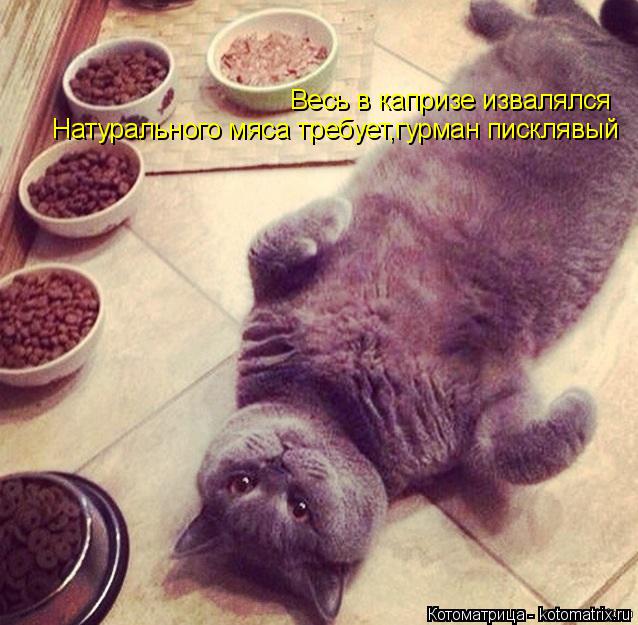 Котоматрица: Натурального мяса требует,гурман писклявый Весь в капризе извалялся