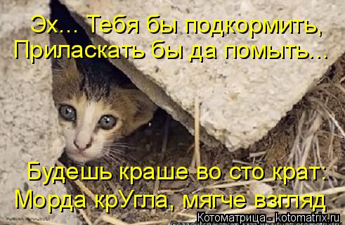 Котоматрица: Эх... Тебя бы подкормить, Приласкать бы да помыть... Морда крУгла, мягче взгляд Будешь краше во сто крат: