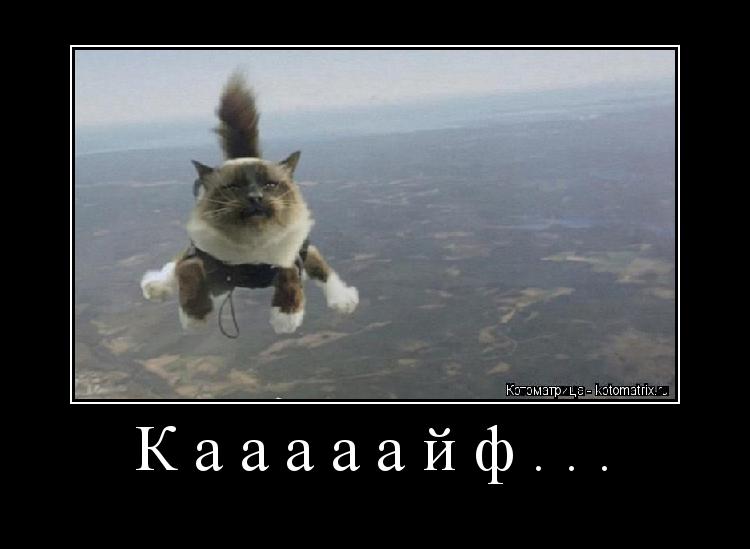 Котоматрица:        Кааааайф...  