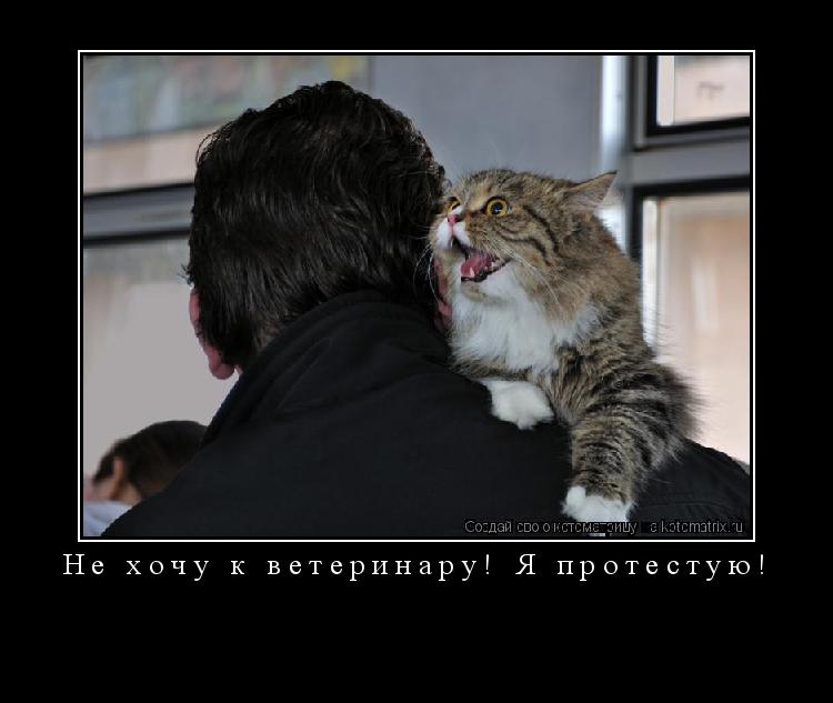 Котоматрица: Не хочу к ветеринару! Я протестую! 