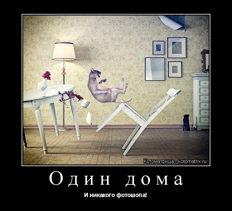 Котоматрица: Один дома И никакого фотошопа!