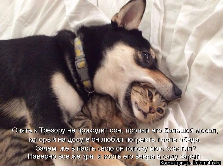 Котоматрица: Опять к Трезору не приходит сон, пропал его большой мосол, который на досуге он любил погрызть после обеда. Зачем  же в пасть свою он голову м