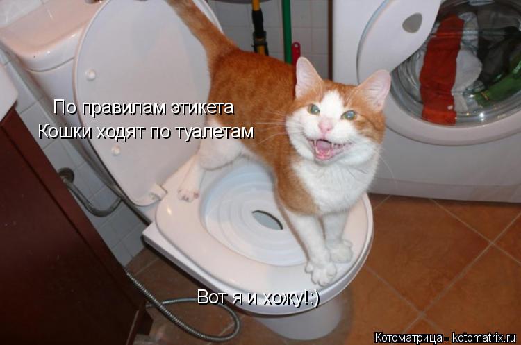 Котоматрица: По правилам этикета Кошки ходят по туалетам Вот я и хожу!:)