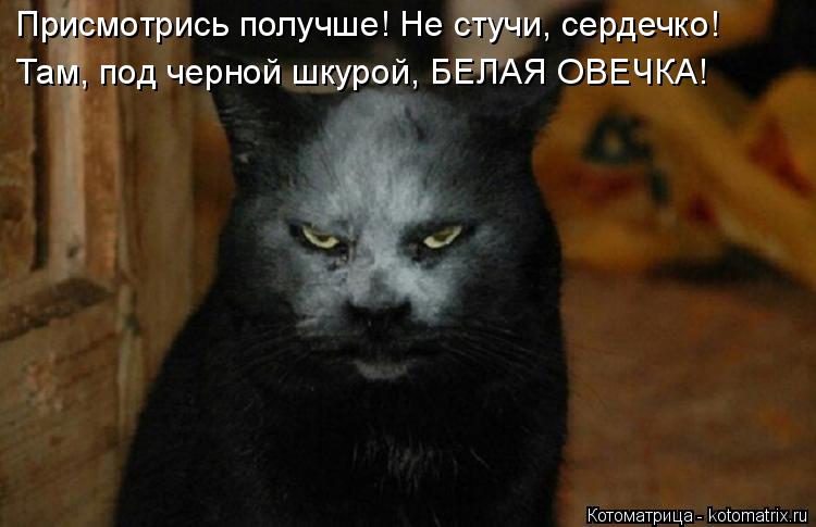 Котоматрица: Присмотрись получше! Не стучи, сердечко! Там, под черной шкурой, БЕЛАЯ ОВЕЧКА!