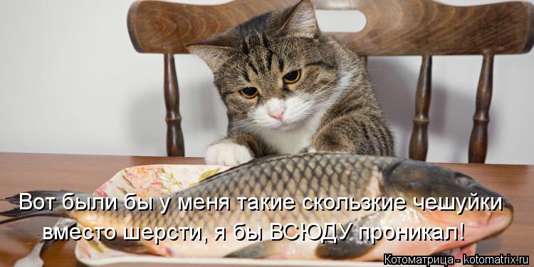 Котоматрица: Вот были бы у меня такие скользкие чешуйки  вместо шерсти, я бы ВСЮДУ проникал!