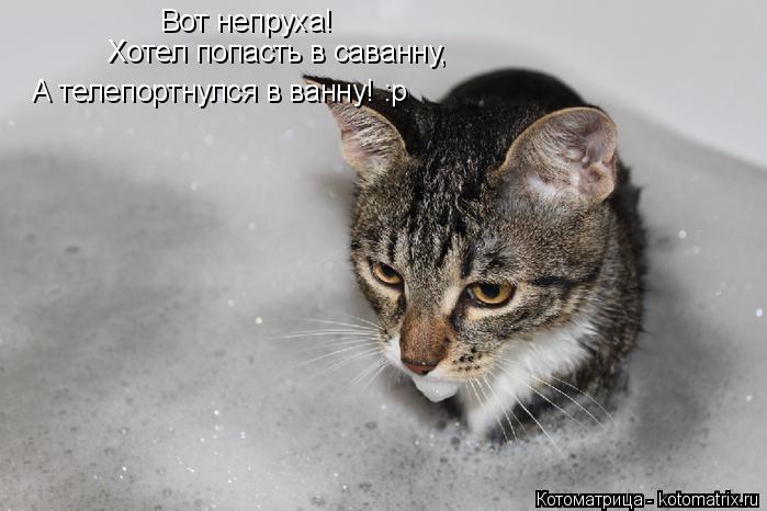 Котоматрица: Вот непруха! Хотел попасть в саванну, А телепортнулся в ванну! :р