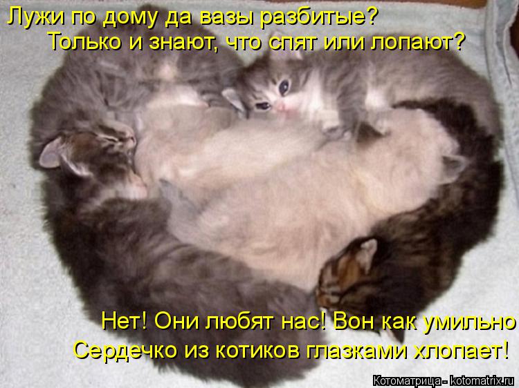 Лужи по дому да вазы разбитые? Только и знают, что спят или лопают? Нет! Они любят нас! Вон как умиль... Котоматрица: Лужи по дому да вазы разбитые? Только и знают, что спят или лопают? Нет! Они любят нас! Вон как умильно Сердечко из котиков глазками хлопает!