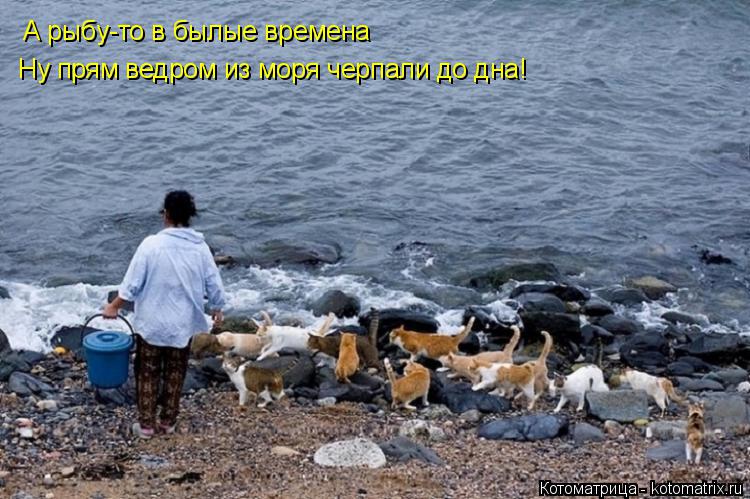 Котоматрица: А рыбу-то в былые времена Ну прям ведром из моря черпали до дна!
