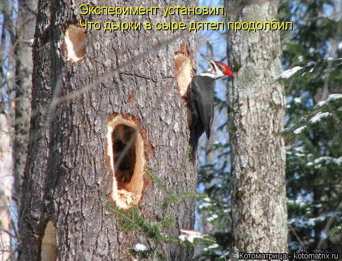 Котоматрица: Эксперимент установил, Что дырки в сыре дятел продолбил.