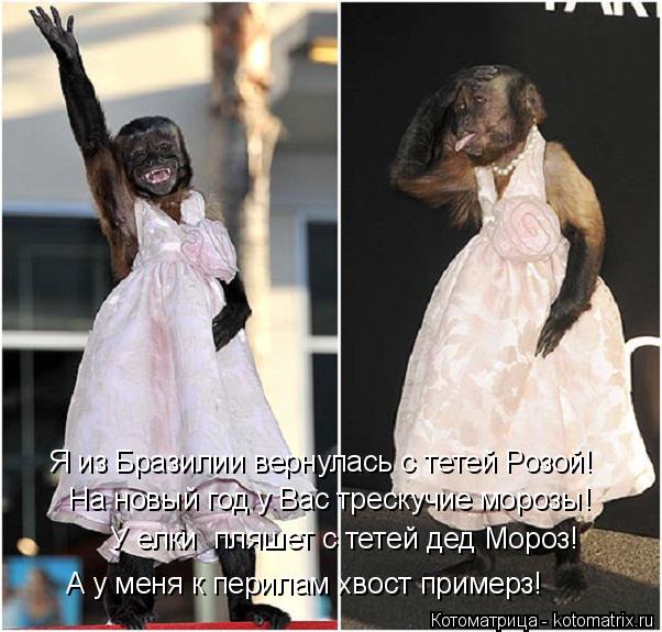 Котоматрица: У елки  пляшет с тетей дед Мороз! А у меня к перилам хвост примерз! На новый год у Вас трескучие морозы! Я из Бразилии вернулась с тетей Розой!