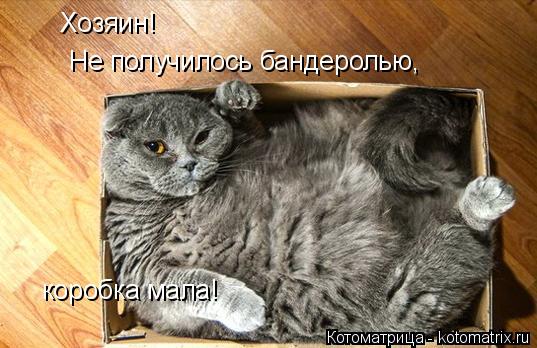 Котоматрица: Хозяин! Не получилось бандеролью, коробка мала!
